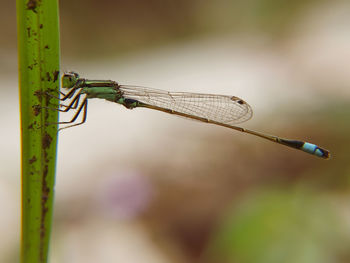 Close-up of dragonfly on plant against blurred background