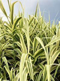 Close-up of crops growing on field against sky