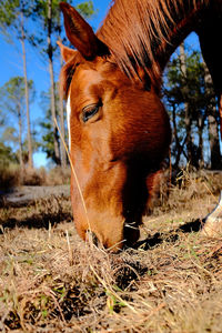 Horse in a field