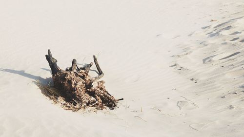 High angle view of driftwood on beach