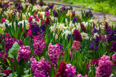 Close-up of fresh purple flowers in garden