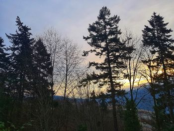 Silhouette pine trees against sky during sunset