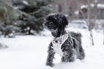 Portrait of black russian colored lap dog phenotype in coniferous forest at wintertime.