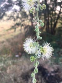 Close-up of plant against blurred background