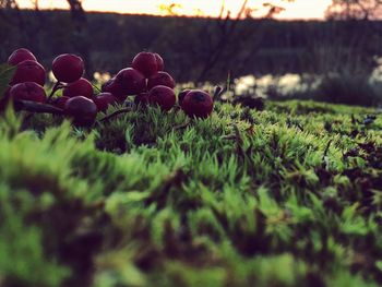 Close-up of berries growing on field