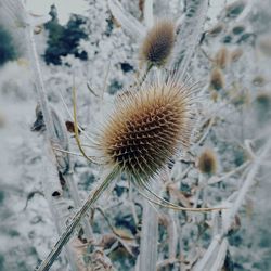 Close-up of wilted plant on field