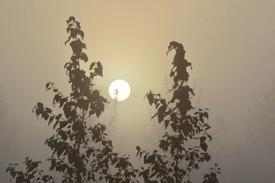Low angle view of silhouette tree against sky during sunset