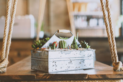 Close up decor of cafe succulents, cactus plants in metal box on table as ornate in cafe interior.
