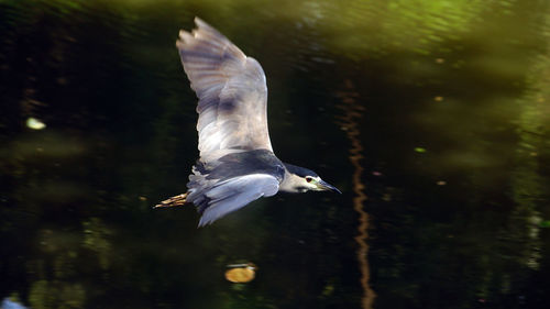 View of a bird flying