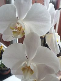 Close-up of white flowers