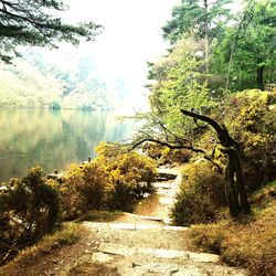 Trees in forest