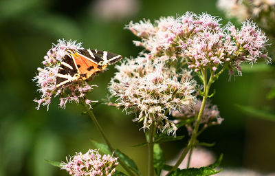 Close-up of butterfly pollinating on purple flower