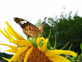 Close-up of butterfly pollinating flower