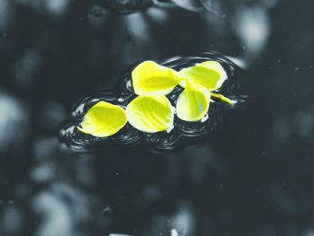 Close-up of yellow flowers
