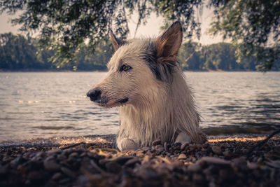 Close-up of dog