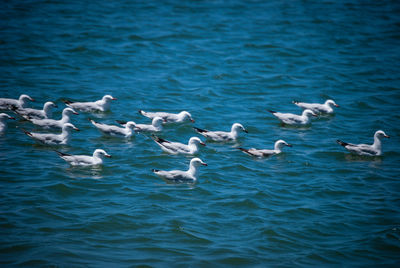 Swans swimming in sea