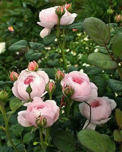 Close-up of pink rose bouquet