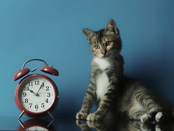 Portrait of a cat against blue background