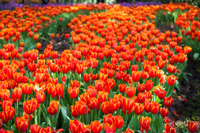 Close-up of red tulips in field