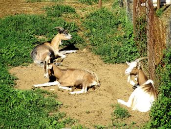 High angle view of sheep on field