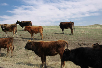 Horses on landscape against sky