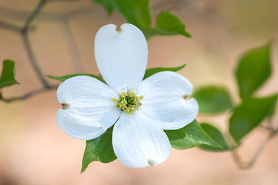 Close-up of white flowering plant