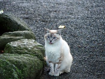 Portrait of cat sitting outdoors