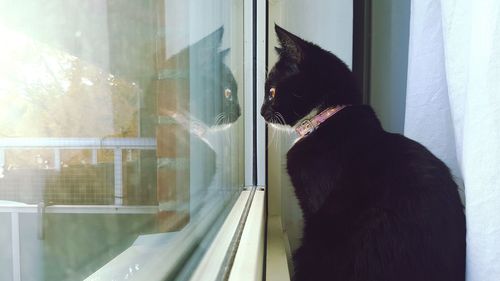 Close-up of cat looking through window