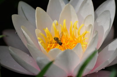 Close-up of bee pollinating on lotus water lily