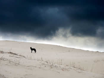 Mid distance view of dog at desert against cloudy sky