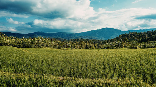 Scenic view of agricultural field against sky