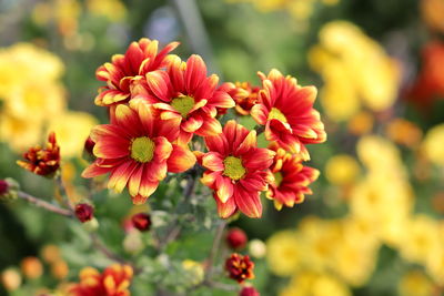 Close-up of red flowering plant