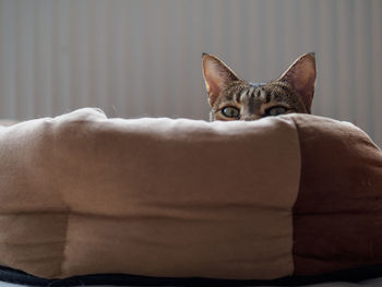 Portrait of tabby cat hiding behind cushion at home