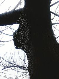 Low angle view of bare tree against sky