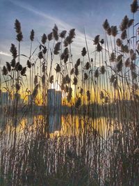 Plants growing by lake against sky during sunset