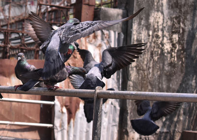 Close-up of birds flying against railing