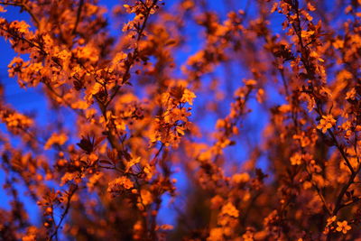 Low angle view of trees against clear sky