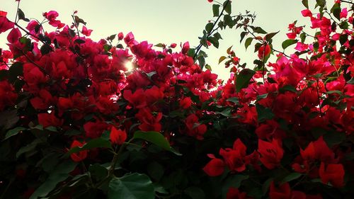 Low angle view of red flower tree against sky