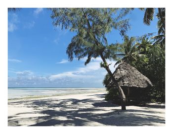 Trees on beach against sky