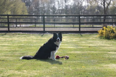 View of border collie dog playing in yard 