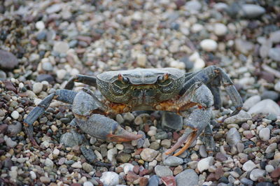 Close-up of crab on pebbles