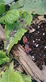 High angle view of insect on plant