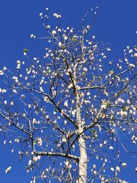 Low angle view of flower tree against clear sky