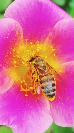 Close-up of butterfly on pink flower