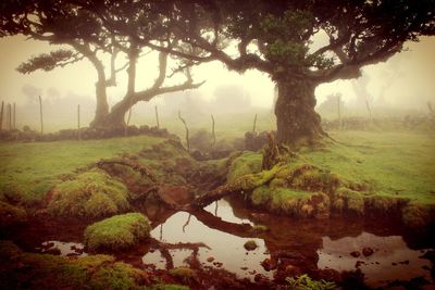 Trees in forest during foggy weather