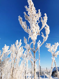 Low angle view of frozen plants against blue sky