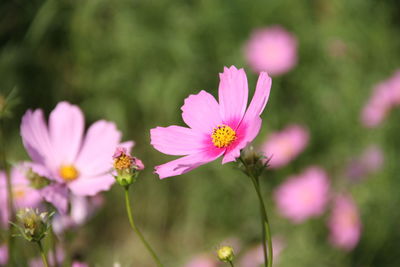 Close-up of pink cosmos flower