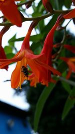 Close-up of red flower