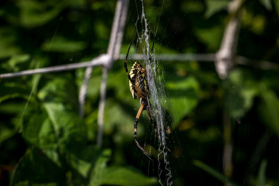 High angle view of spider on web at vegetable garden