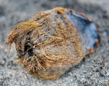 Close-up of spider